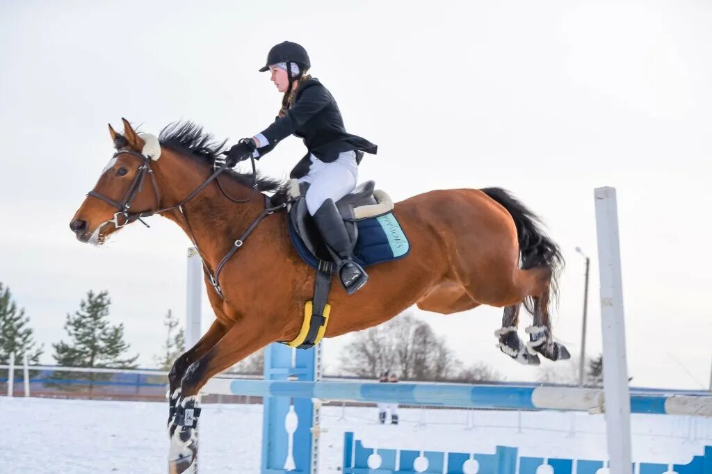 конный спорт в новосибирске. конный спорт в калуге. республиканская конно спортивная школа. школа конного спорта. конно спортивный.