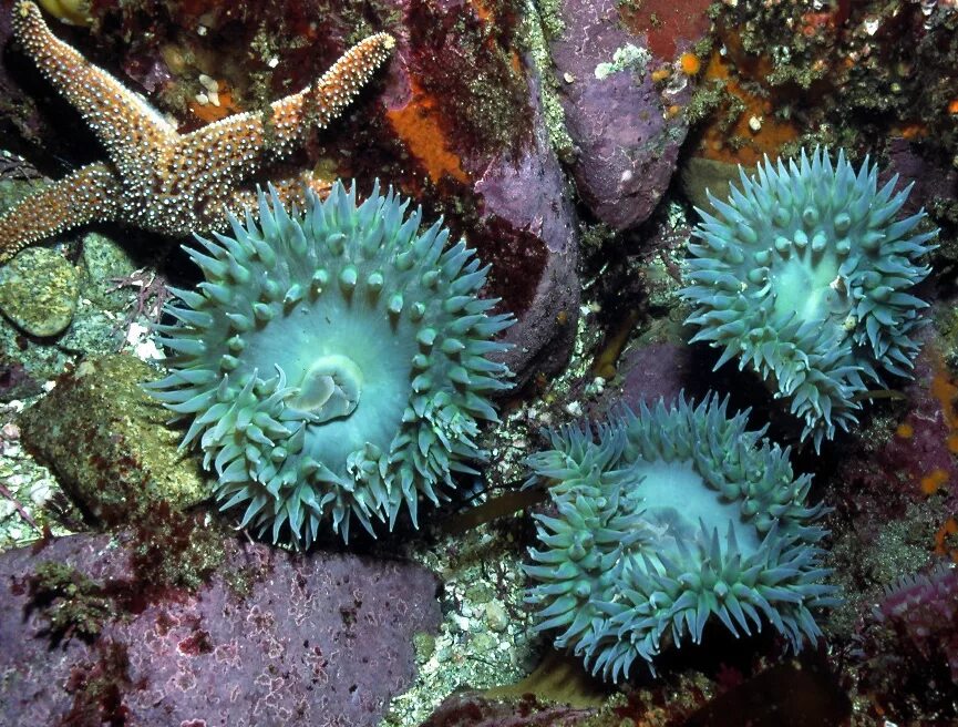 Sea anemone Under the sea Sea anemone, Sea, Under the sea
