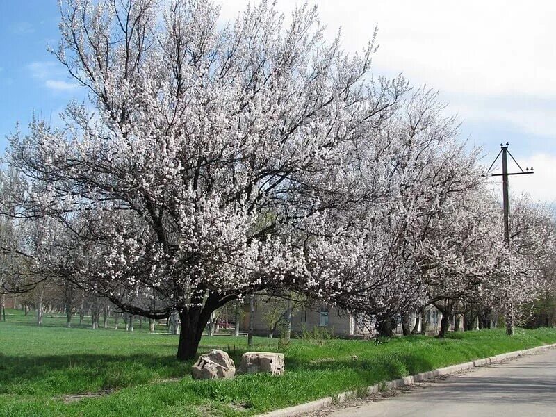 краснодарский край цветут деревья. странный дом на дереве. альбиция ленкоранская дерево. деревья в темрюке. багряник циня.