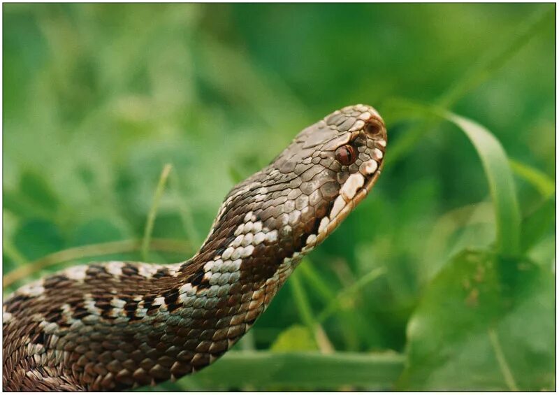 Ядовитая змея приморья с треугольной формой головы. Ядовитая змея приморья с треугольной формой головы. Ядовитая змея приморья с треугольной формой головы. Змеи приморского края гадюка. Гадюка обыкновенная голова.