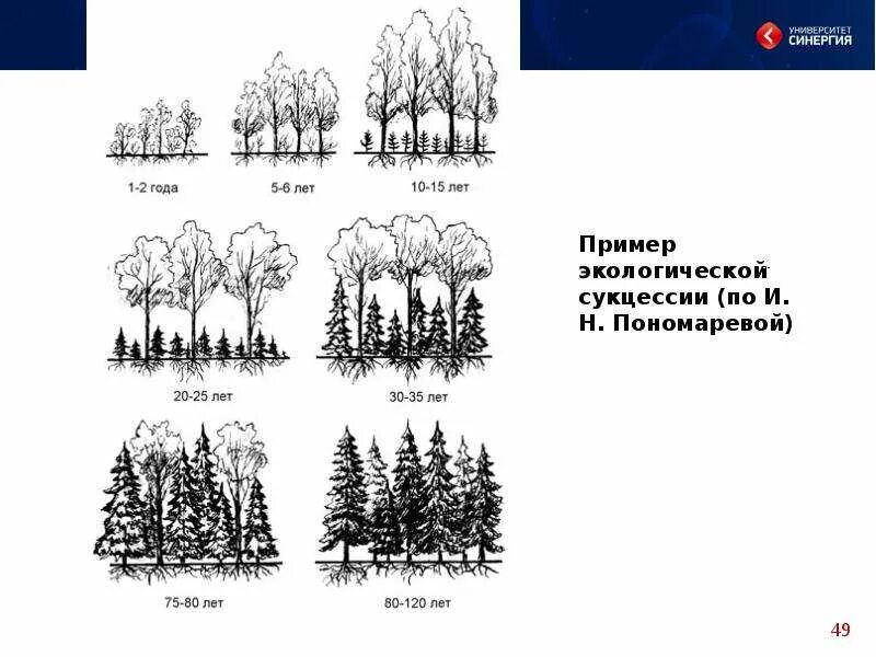 Что запускает экологическую сукцессию