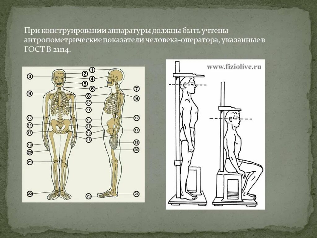 Основные показатели антропометрии. Антропомтерические показа. Показатели окружности грудной клетки. Антропометрическим показателям человека. Антропометрические показатели развития ребёнка.