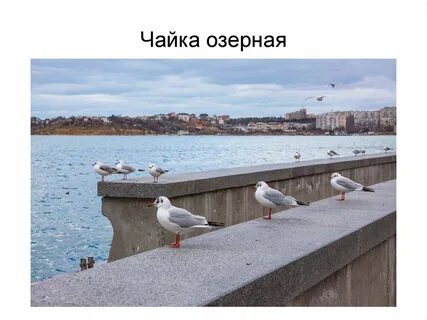 Чайка шел