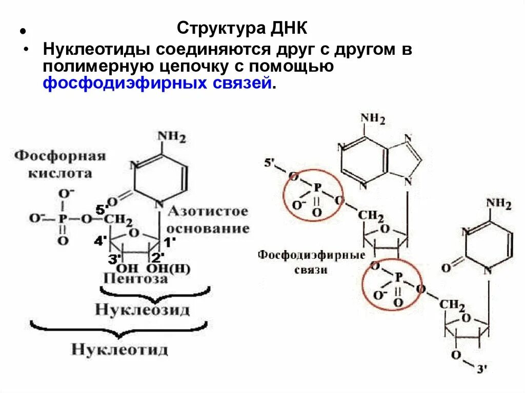 Какие из нуклеотидов входят в состав днк. Структура ДНК. Структура нуклеотида. Нуклеотиды ДНК. Нуклеотиды ДНК соединяются.