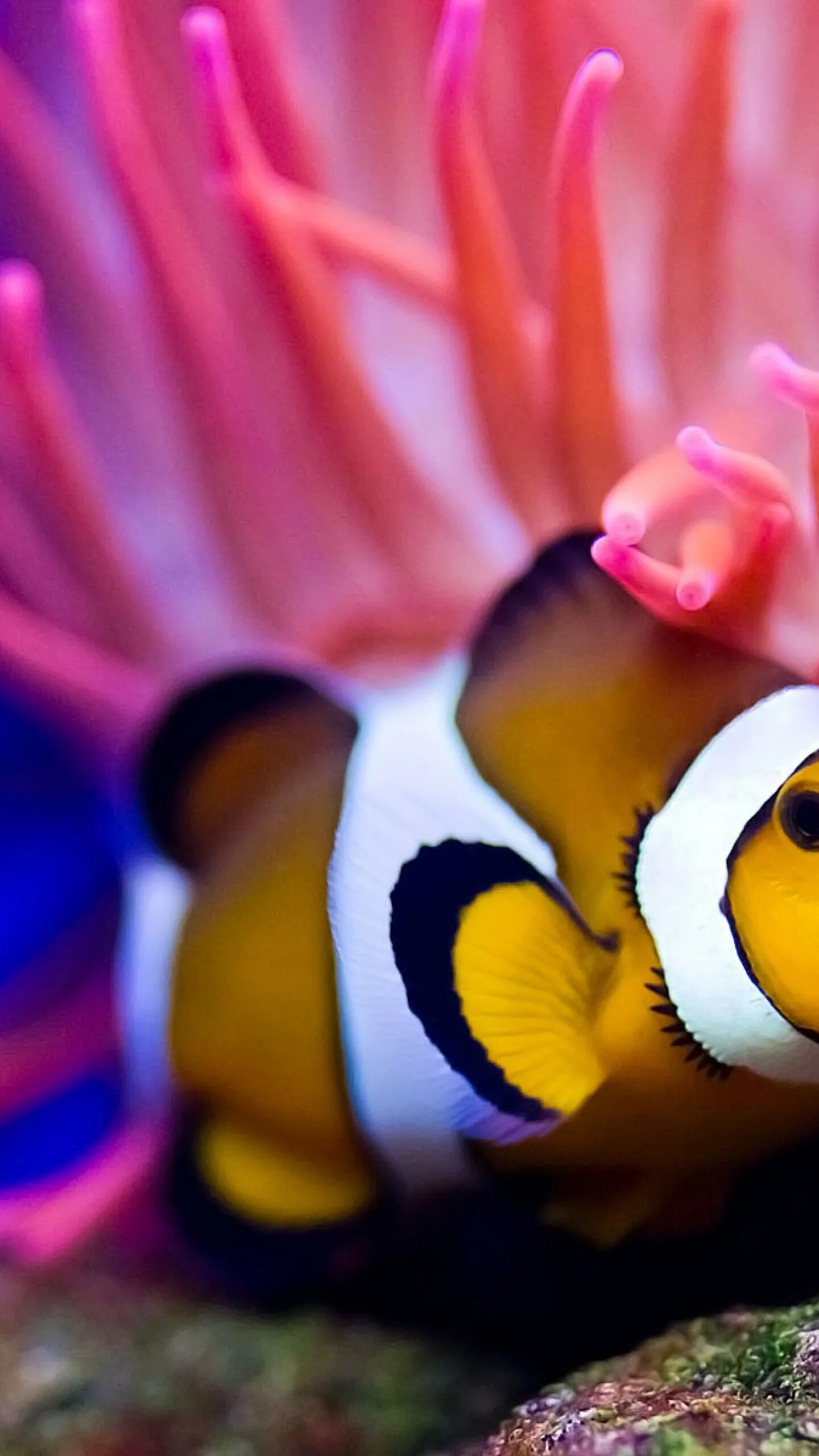 Покажи красивую рыбу. Аквариумные рыбки клоуны. Рыбки клоун Фиш. Красноморская рыба клоун. Москвариум рыба клоун.