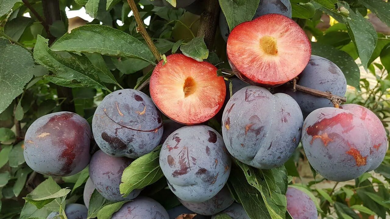 Слива бербанк гигант описание сорта фото отзывы. Диплоидная слива бербанк гигант. слива сорт бербанк. алыча бербанк гигант. слива пирамидальная бербанк гигант.