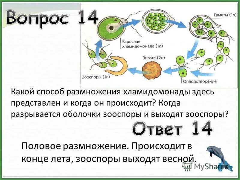 зооспоры у водорослей. зооспоры у водорослей. зигота хламидомонады. половое и бесполое размножение водорослей. бесполое размножение водорослей 6 класс.