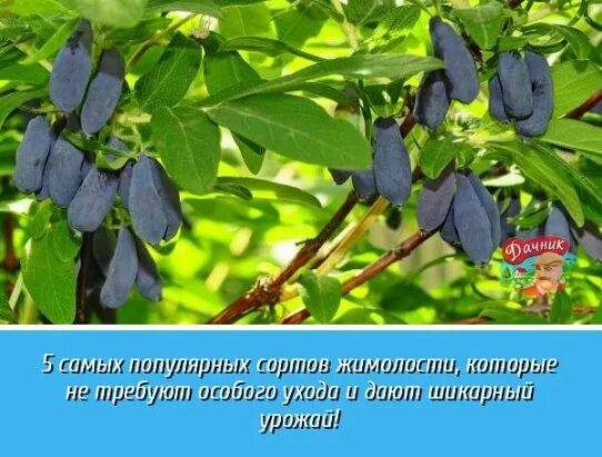 Как собирать жимолость быстро и легко. Жимолость кустарник. жимолость высота кустарника. жимолость размер кустарника. жимолость синий утес куст.