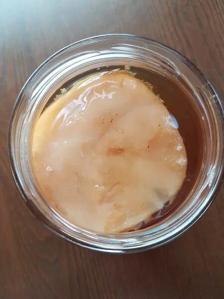 О чайном грибе и грибном чае (Scoby and Kombucha): laura_mz - ЖЖ