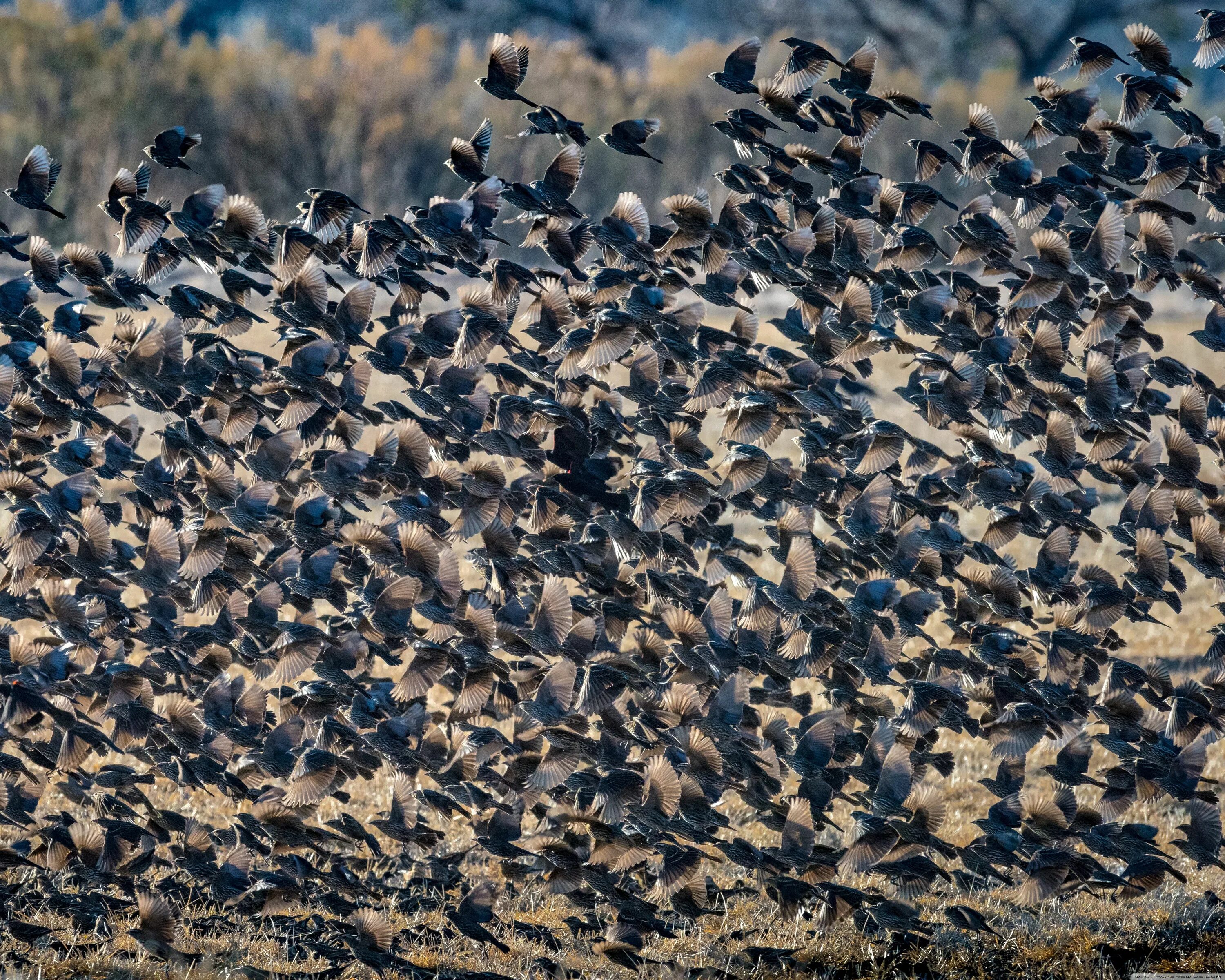 Flock of birds. Много птиц. Стая птиц. Стайка птиц. Несколько птиц.