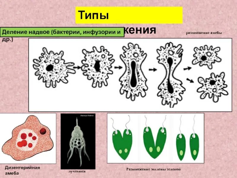 Как называется размножение амебы. Размножение дизентерийной амебы. размножение амёбы обыкновенной схема. дизентерийная амёба тип размножения. дизентерийная амеба размножается.