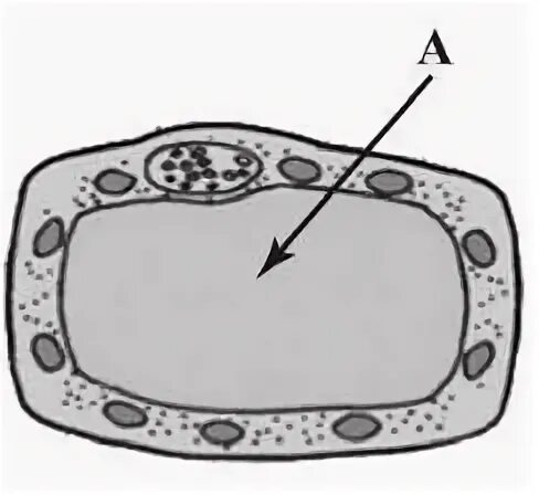 Клетка листа смородины. Структура растительной клетки рис 1. Строение растительной клетки ВПР. Строение растительной клетки 6 класс биология ВПР. Строение растительной клетки ВПР биология 6.