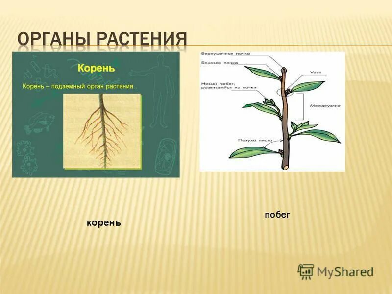 Корень и побег являются. Корень и побег. Побег орган растения. Строение корня и побега. Корень строение орган растения.