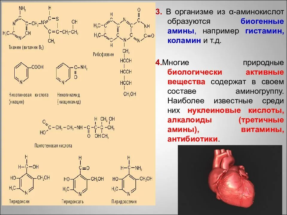 Биогенные Амины гистамин ГАМК серотонин катехоламины. Биогенные Амины это производные аминокислот. Биогенные Амины и аминокислоты. Биологически активные биогенные Амины.