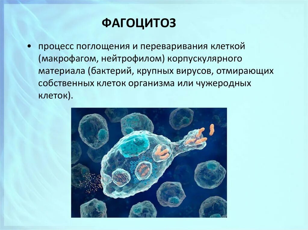 Каким способом осуществляется поглощение амебой клеток водорослей. Фагоциты и фагоцитоз. Фагоцитоз обеспечивает клеточный иммунитет. Клетки способные к фагоцитозу.