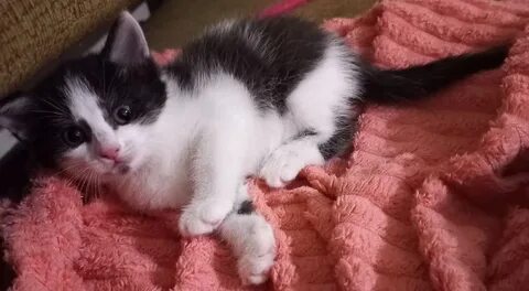 Котики 2023