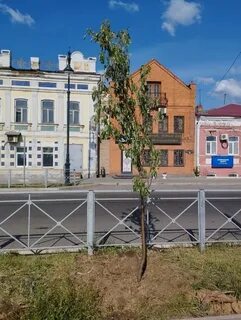 Оренбург озеленителей