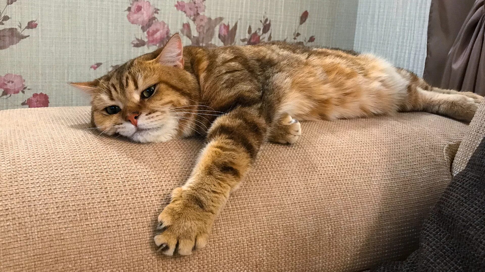 Мечтающий кот. Мечтательный котик. мечтательная кошечка. кошка мечтает. мечтающие коты.