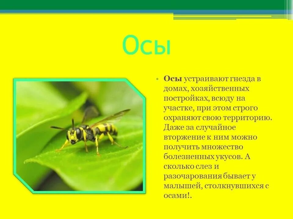 Пчела какая среда обитания. Оса описание. Доклад про ОС. Сообщение о осах. Сообщение на тему осы.