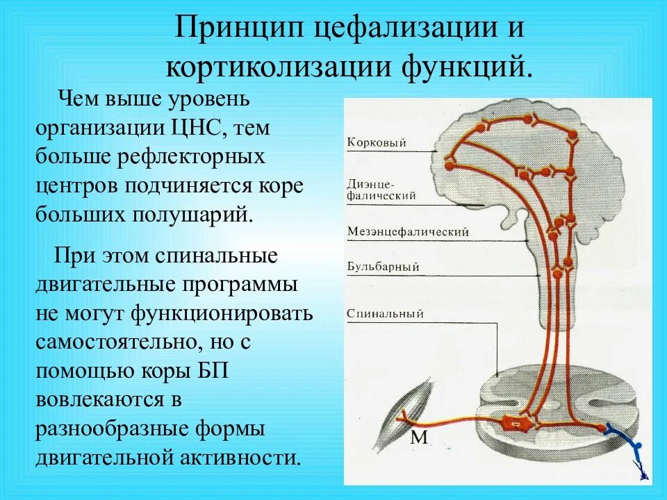 Центры рефлексов больших полушарий. Классификация рефлексов физиология. рефлекторная дуга классификация рефлексов. принцип цефализации. иерархическая организация цнс.