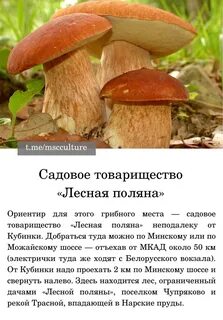 Грибное москва