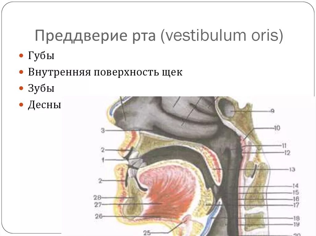 Строение ротовой полости преддверие рта. Преддверие полости рта. преддверие полости рта анатомия. строение преддверия полости рта. анатомические образования в преддверии полости рта.