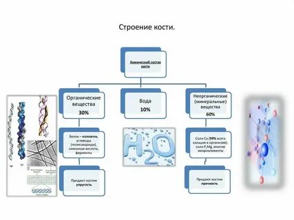 Состав кости органические вещества