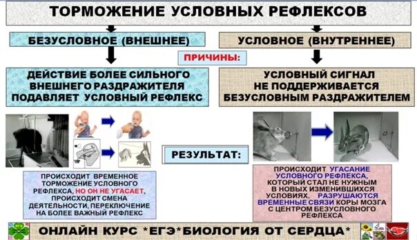 Условное торможение условных рефлексов. Типы торможения условных рефлексов. Внешнее и внутреннее торможение условных рефлексов. Внутреннее торможение условных рефлексов.