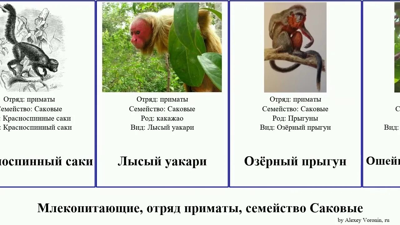 К отряду приматов принадлежат леопард песец