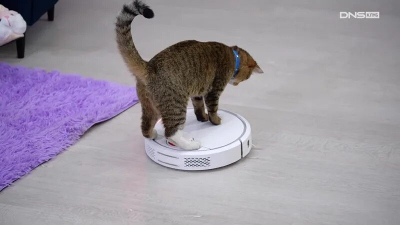 Робот-пылесос и кошка. Кот на роботе пылесосе. Два кота один пылесос. Два кота один пылесос. Кот которого пылесосят мемы.