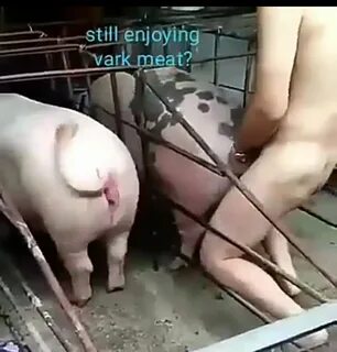 Man Fuck Pig Porn.