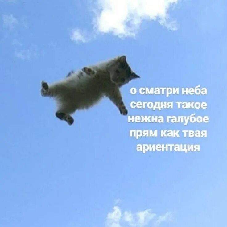 Кот летит мем. Летающий кот. летающий кот в небе. кот в небе мем.