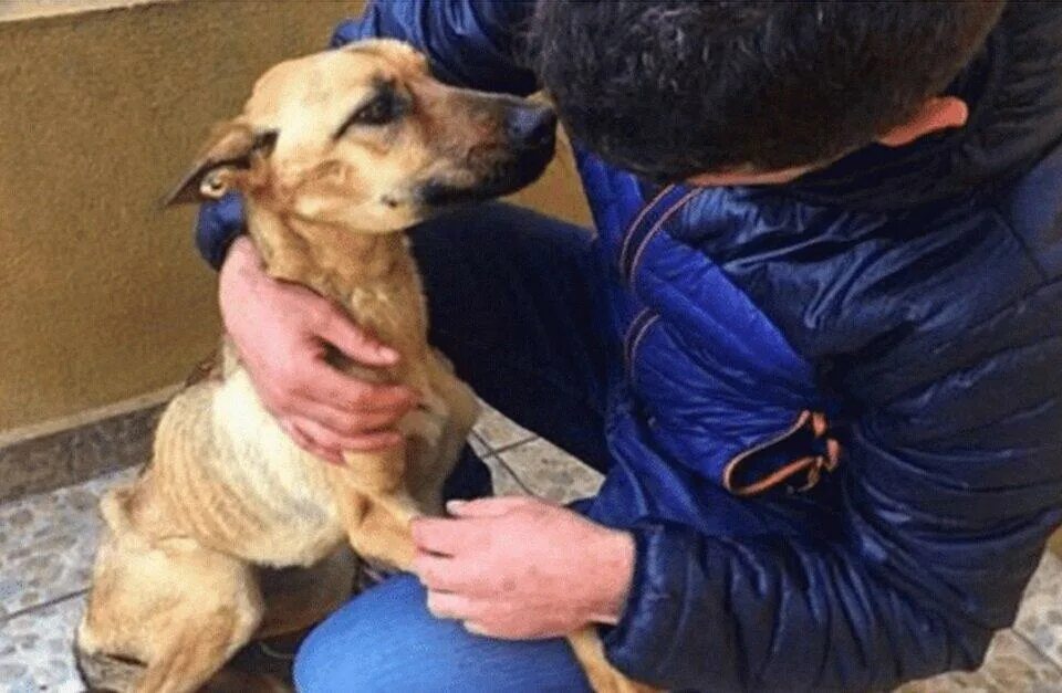 подкармливание бездомных животных. бездомные собаки тбилиси. собаки бездомные ею накормлены местные. бездомные кошки и собаки. бездомные животные.