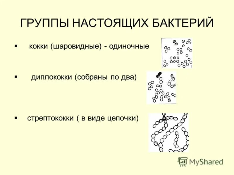 Таблица Подцарство настоящие бактерии. Царство настоящие бактерии. Биология 7 класс Подцарство настоящие бактерии. Царство бактерии Подцарство настоящие бактерии.