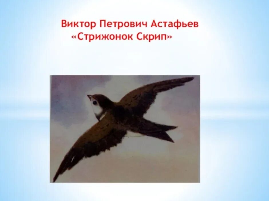 Стрижонок Стриж. Белое брюшко стрижонок скрип