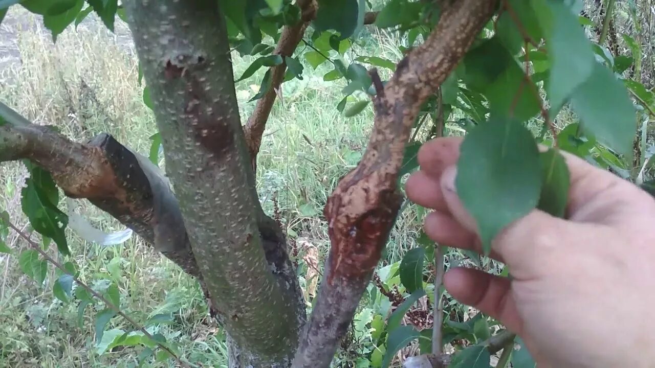 Прививка старой яблони. Привой груши на яблоню. Прививка яблони прививочным секатором. Расщепился ствол яблони. Прививка груши на яблоню.