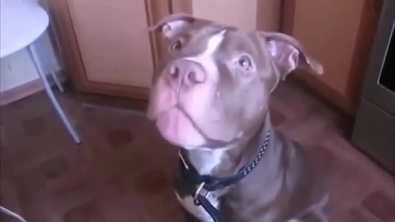 собака говорит мама