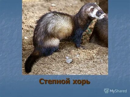 Кемеровская область животный мир