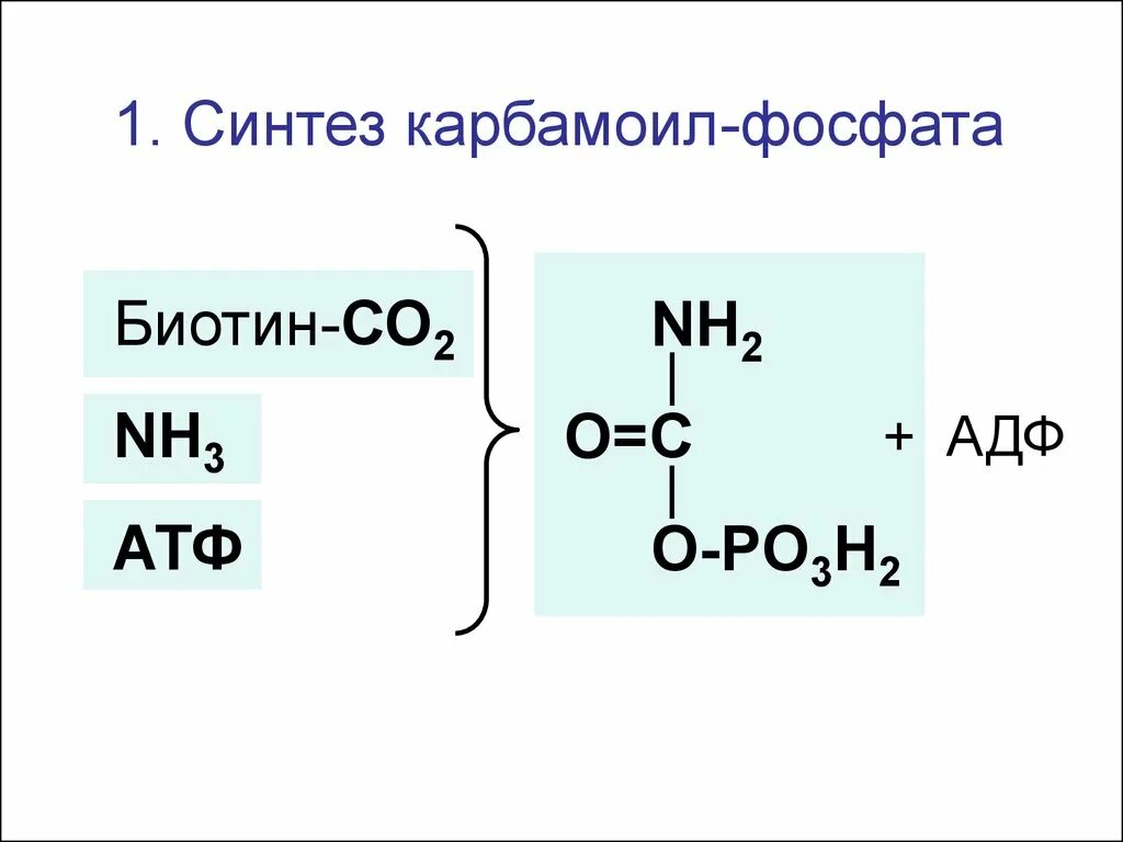 Синтез биотина. Синтез биотина. Биотин биохимия. Строение витамина в7. Биосинтез жирных кислот биотин.