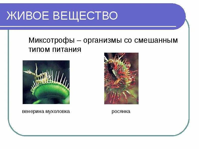 Росянка миксотроф. Венерина мухоловка миксотроф. Типы питания миксотрофы. Цианобактерии миксотрофы.