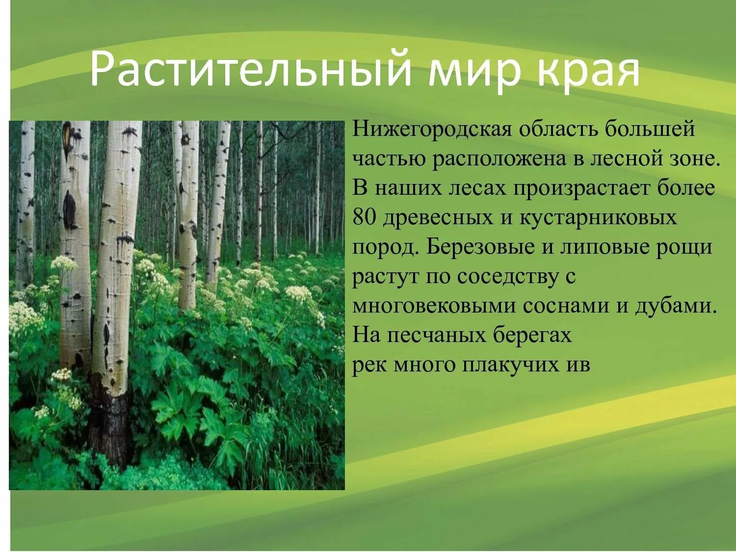 Какая растительность преобладает в нашем крае