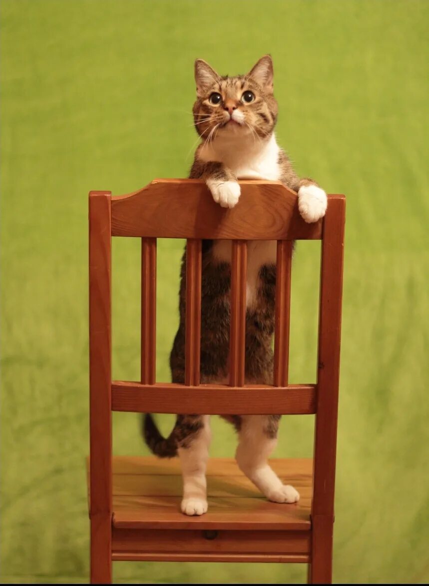 The cat is the chair. Кошка на стуле. Кот сидит на стуле. Табурет для кошки. Котик в табуретке.