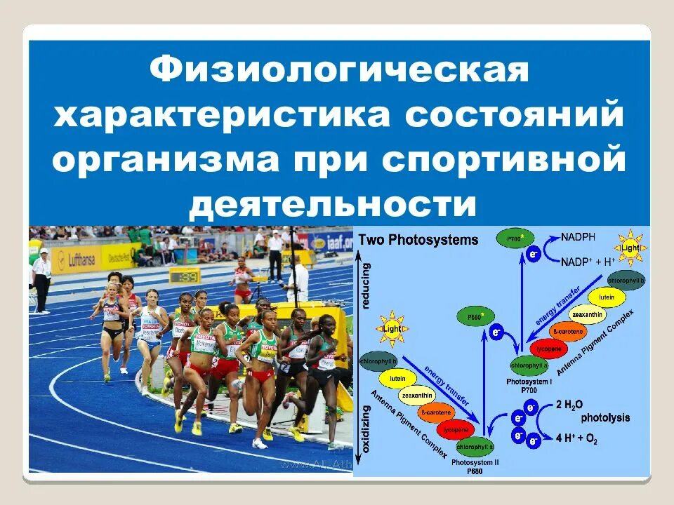 Физиологическое состояние здоровья. Физиологическая характеристика состояния организма. Состояния организма при спортивной деятельности. Физиологическое состояние организма при занятиях спортом. Физиологическая характеристика организма при занятиях спортом..