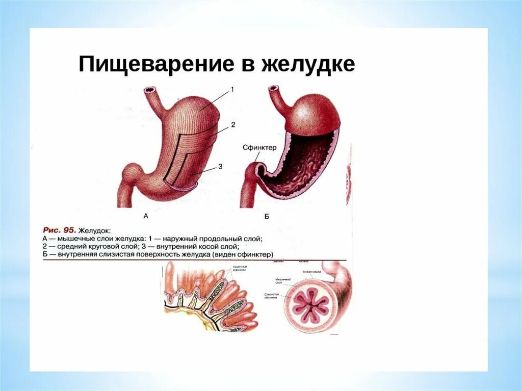 Пищеварение в желудке строение. Желудок человека биология 8 класс. Слой желудка биология 8 класс. Строение желудка 8 класс биология Пасечник.