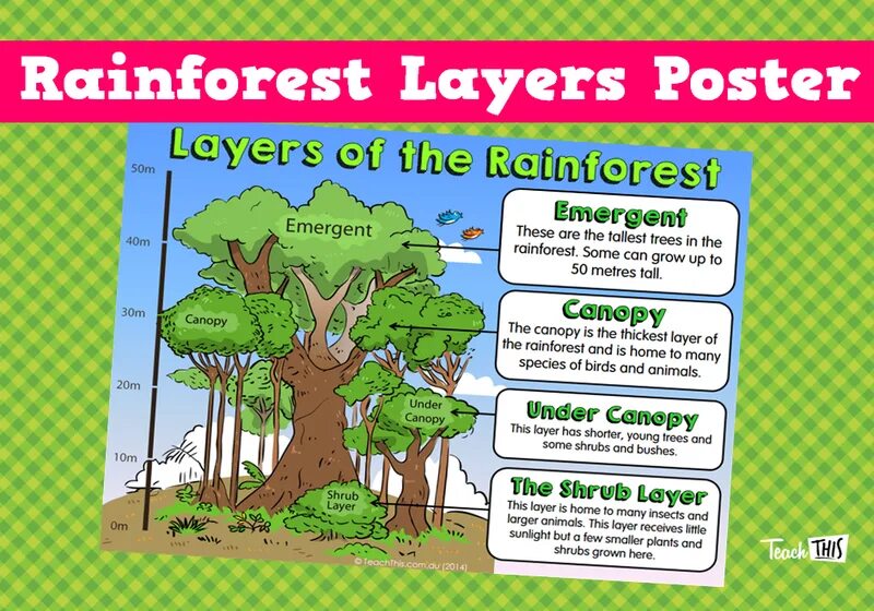 Save topic. Английские леса. save the rainforests плакат. rainforest игра. animals in the rainforest.