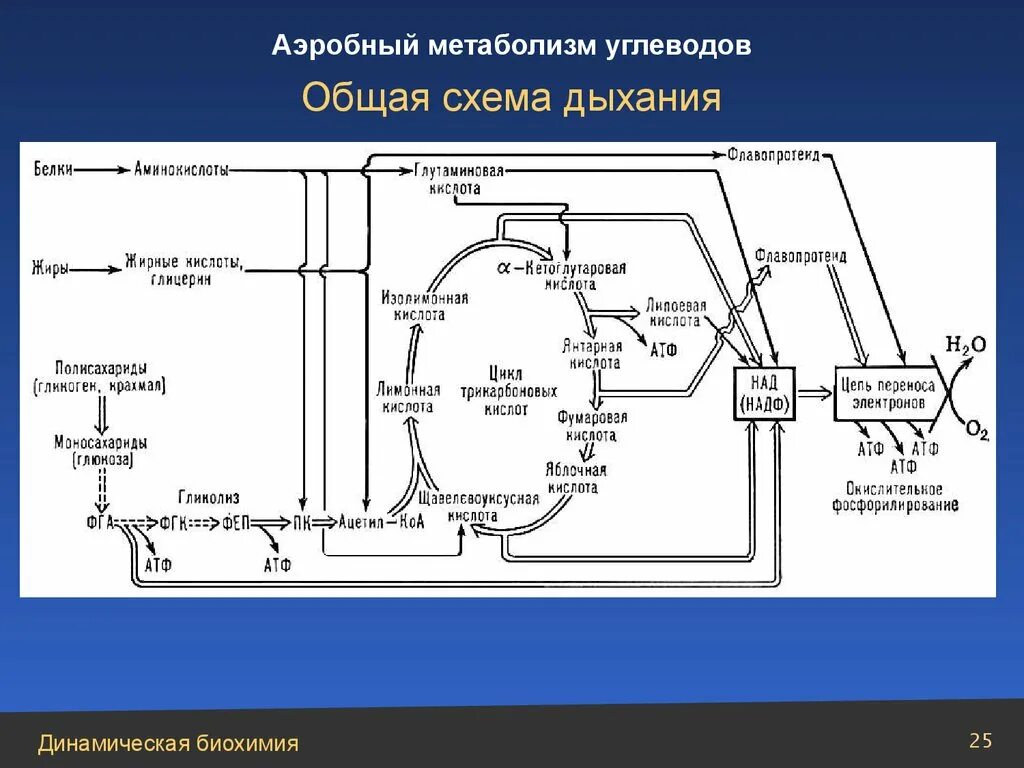 Схема дыхания биохимия. Схема тканевого дыхания биохимия. Схема цепь дыхания биохимия. Процесс аэробного дыхания схема. Аэробное окисление веществ