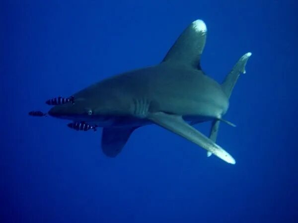 Акулий вид сверху. Акула 8 букв. Тихоокеанская сельдевая акула. Back view shark 8. Черные рыбы сверху.