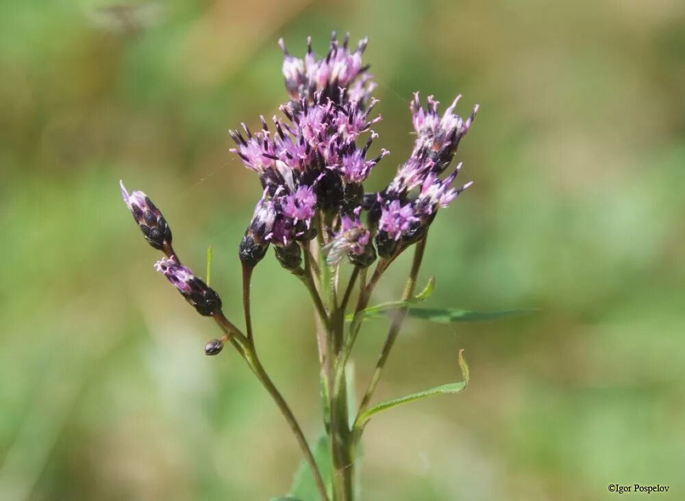 соссюрея саянская. соссюрея горькуша. соссюрея оргаадай. соссюрея саянская. соссюрея горькуша седая.