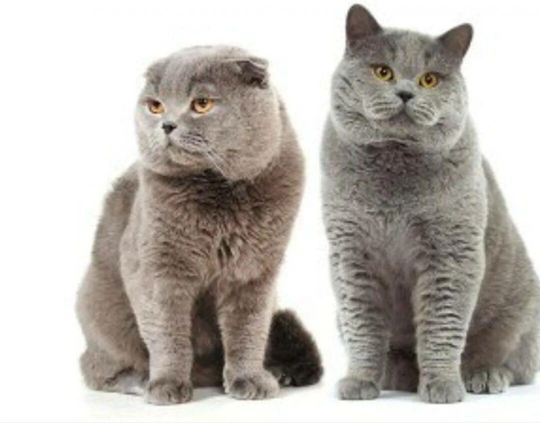 Шотландская британская разница. Британская вислоухая кошка. Британец кошка вислоухая. Шотландская короткошёрстная кошка. Британская короткошерстная и скоттиш-фолд.