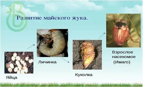 Жуки превращение